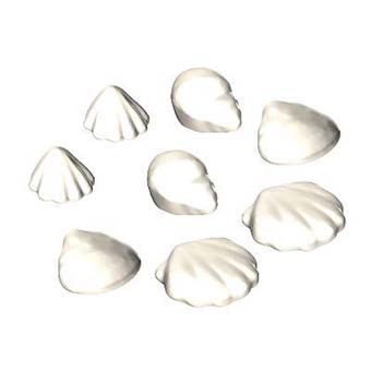 Schelpen per 3 stuks – Schelpen mix kleur Wit