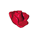 Rozen Bloem Roos dicht met een blad – half open – verwelkt – Rood Roos Half