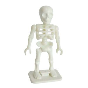 School “Oscar”  + Ondersteuning voor skelet- en biologielessen