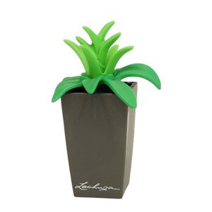 Kamerplant in hoge pot