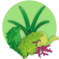 9.1 Bomen en struiken